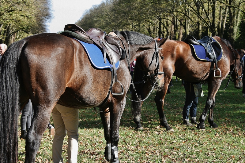 sellier-ST CEZAIRE SUR SIAGNE-min_horse-3956916